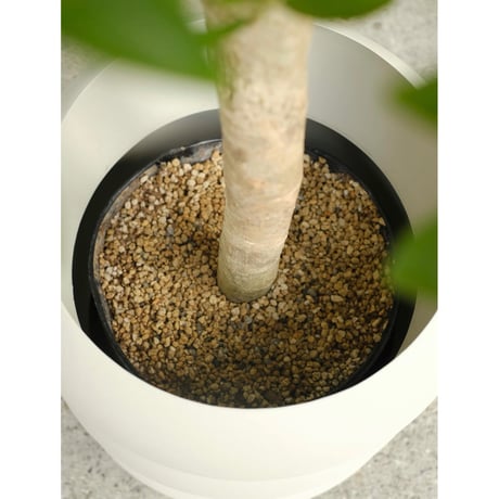Schefflera arboricola
