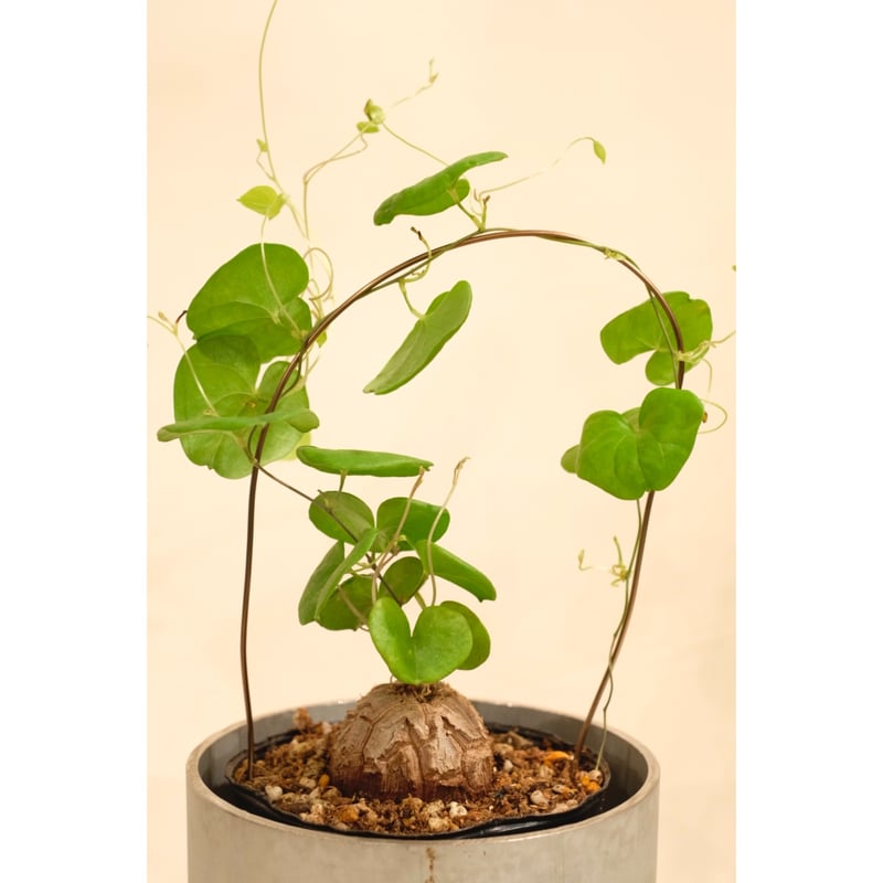 Dioscorea elephantipes 