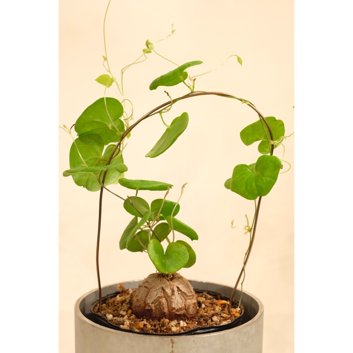Dioscorea elephantipes 