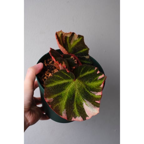 Begonia soli-mutata variegated