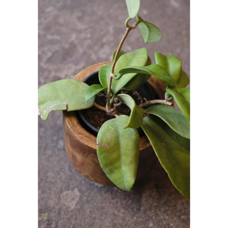 Hoya monetteae