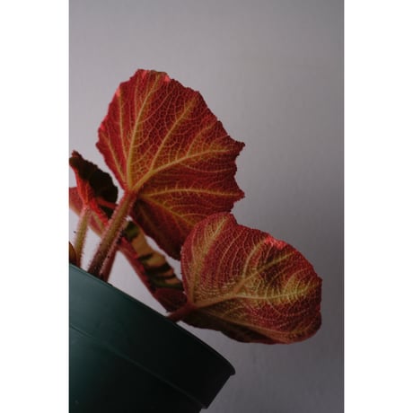 Begonia soli-mutata variegated