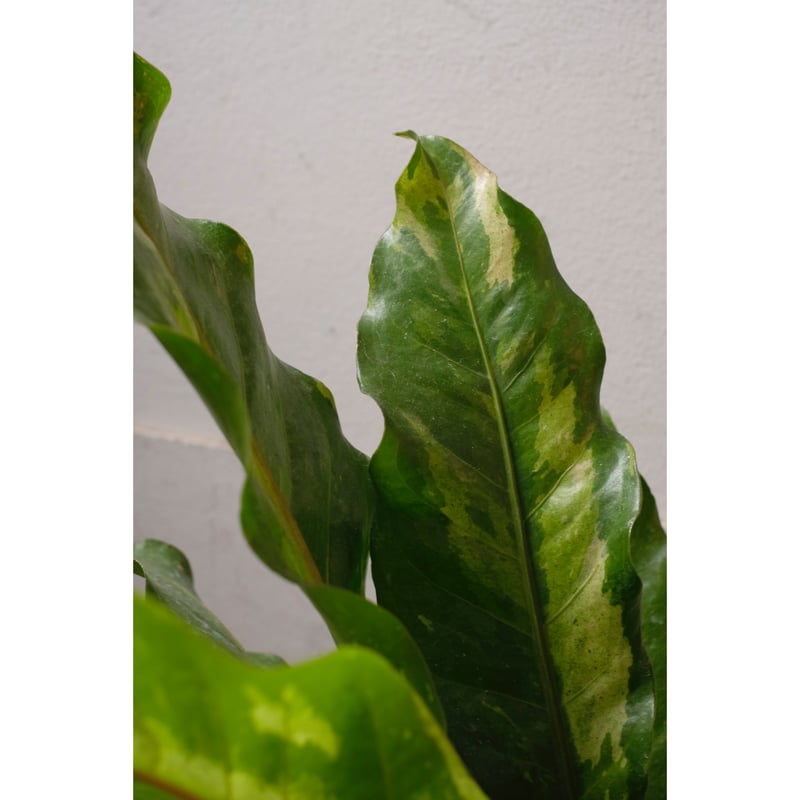 【HS】アンスリウム　斑入り Anthurium 