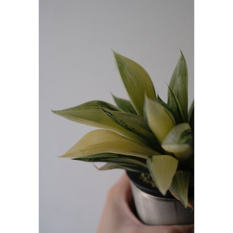 Haworthia  retusa
