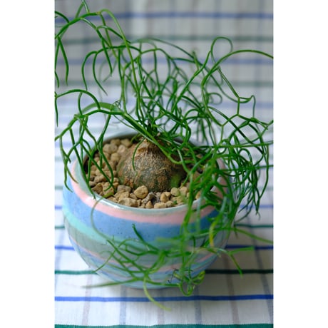Yoshinori Takemura plant pot