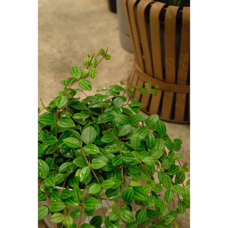 Peperomia angulata