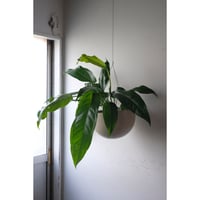 Anthurium pendulifolium