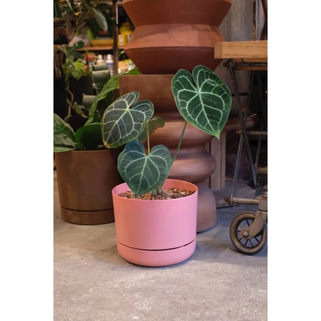 Anthurium clarinervium