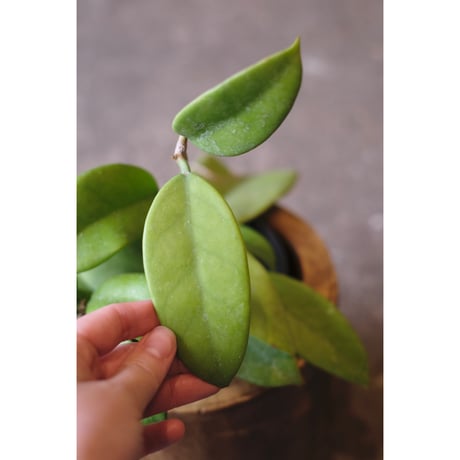 Hoya monetteae