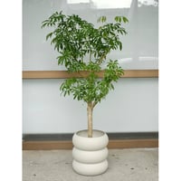 Schefflera arboricola