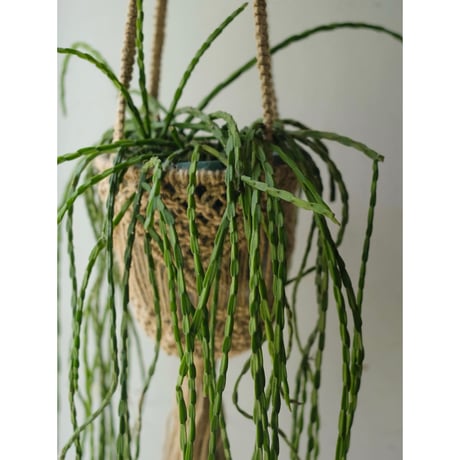 Rhipsalis  paradoxa