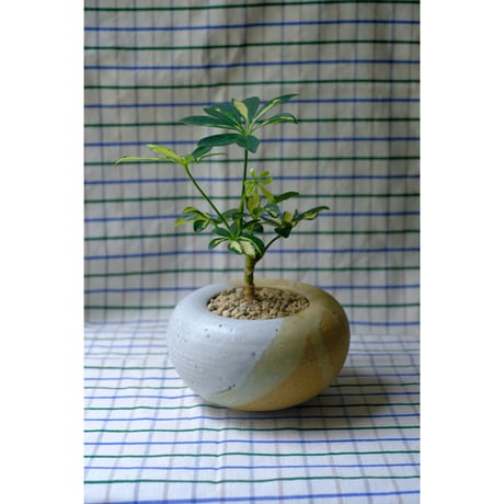 Yoshinori Takemura plant pot