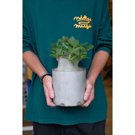 Adenium arabicum dwarf