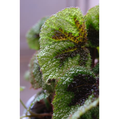 Begonia masoniana "iron cross silver"