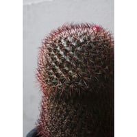 Mammillaria rhodantha v. rubens　"旭鶴"