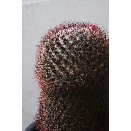 Mammillaria rhodantha v. rubens　"旭鶴"