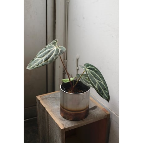 Anthurium Calablackiae wild