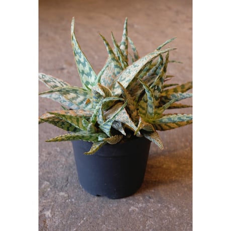 Aloe