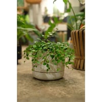 Peperomia angulata