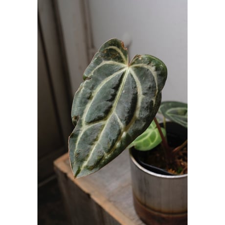 Anthurium Calablackiae wild