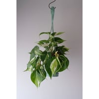 Philodendron cream splash