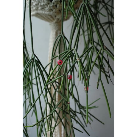 Rhipsalis