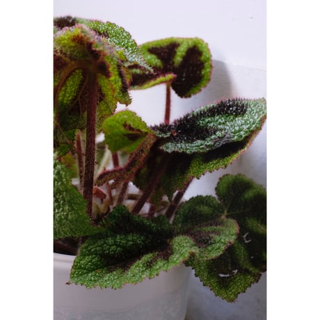 Begonia masoniana "iron cross"
