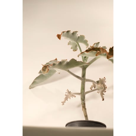 Kalanchoe beharensis