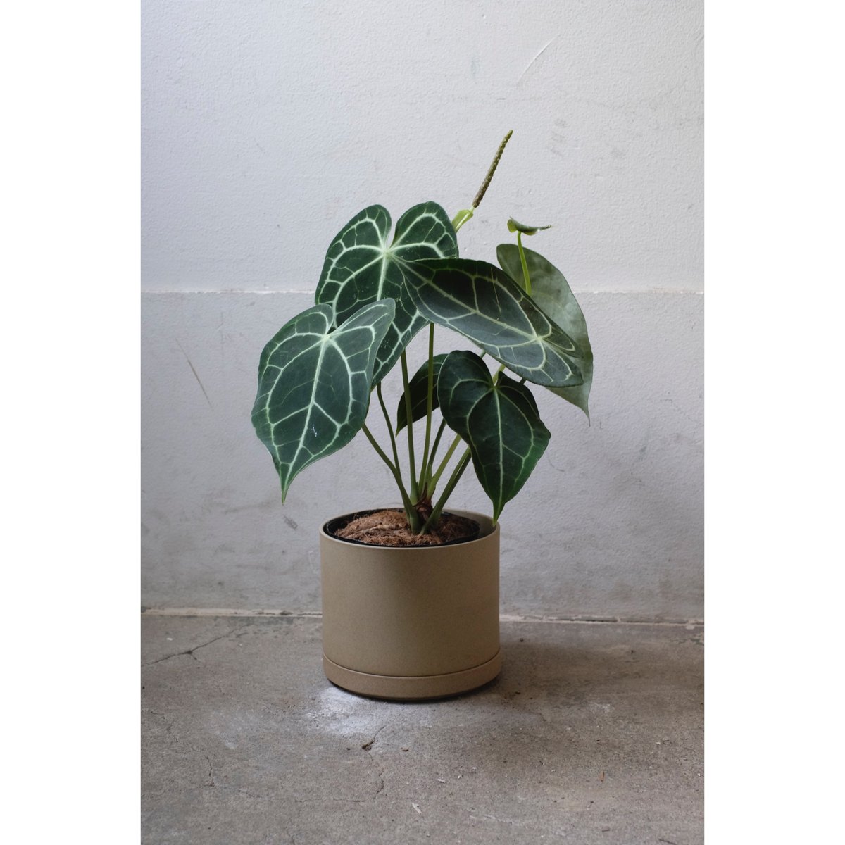 Anthurium clarinervium | SAI botanical works