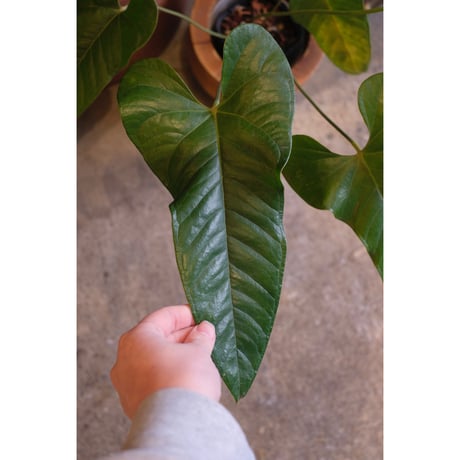 Anthurium sp. 'El Condor'