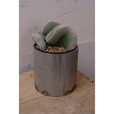 Mammillaria hahniana ②