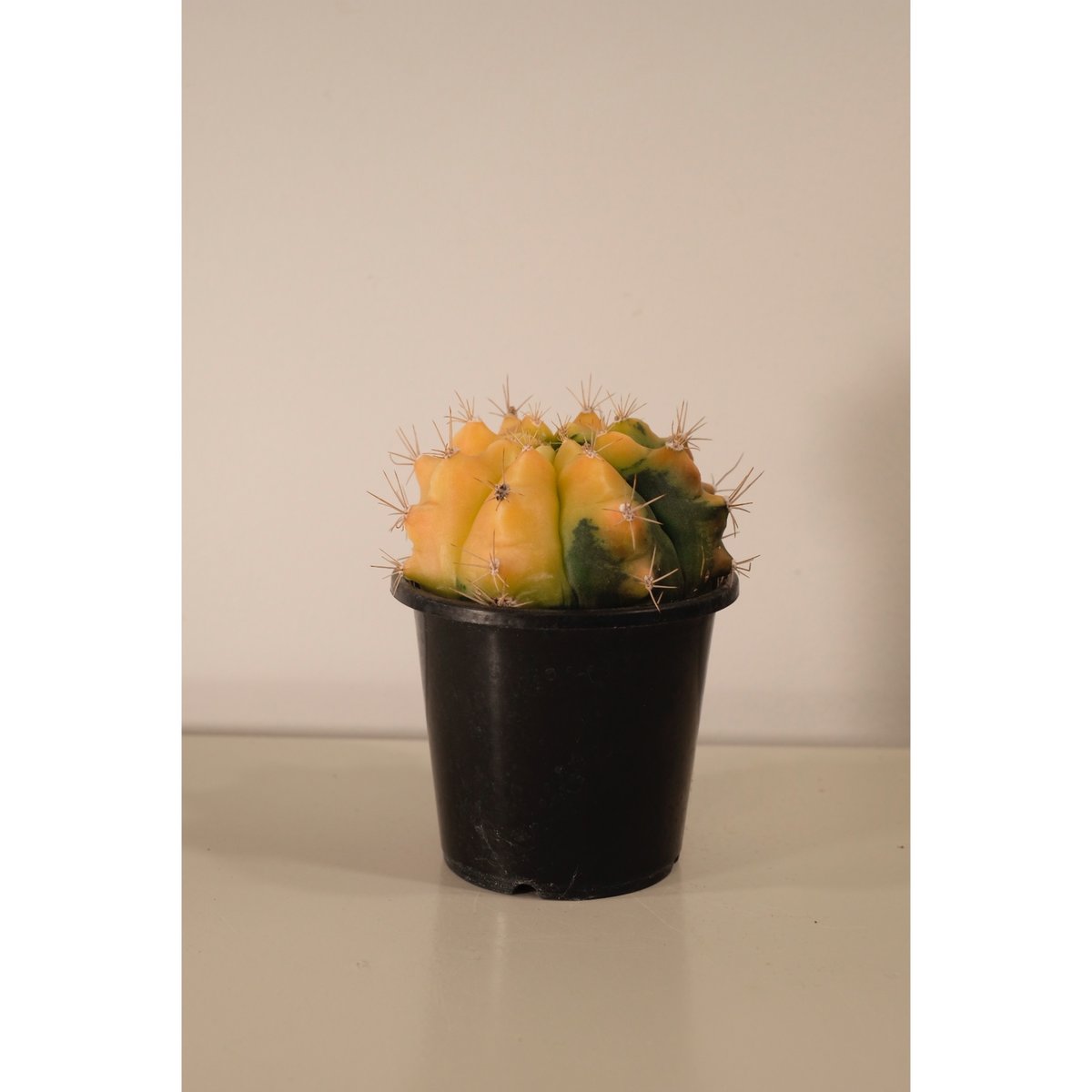 希少❣️大❣️翠晃冠錦❣️ アニシッツィー バリエガータ抜き苗 1苗