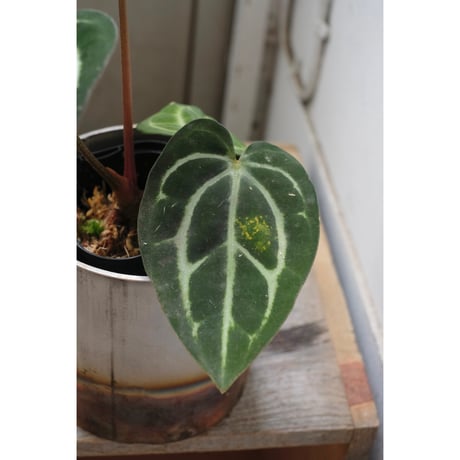 Anthurium Calablackiae wild