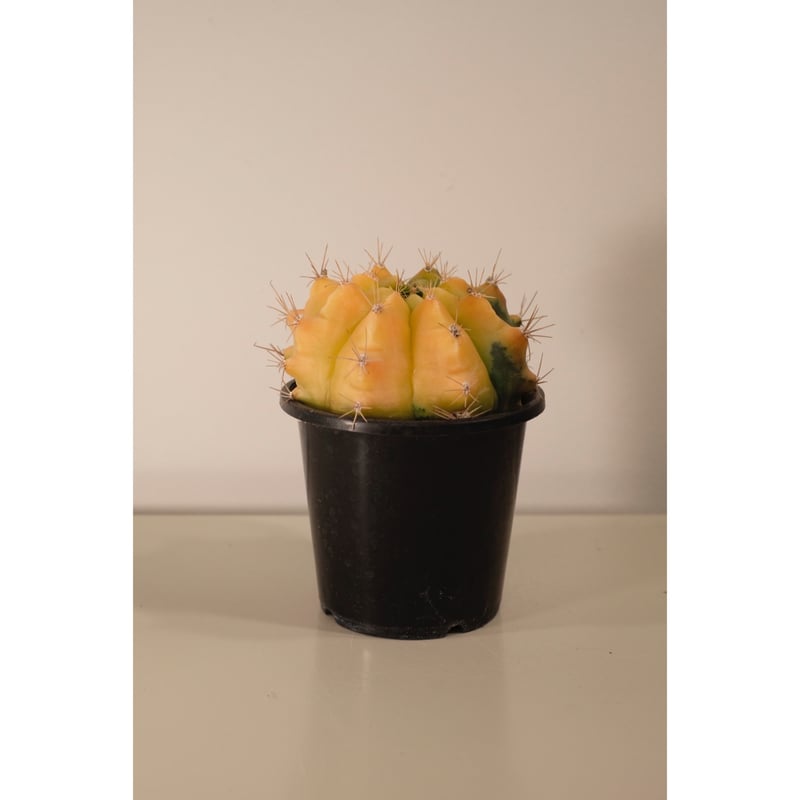 Gymnocalycium Gymnocalycium