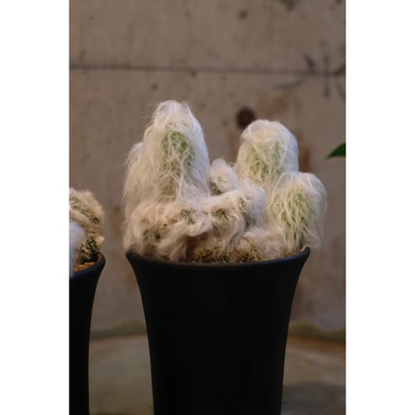Espostoa huanucensis monst "幻楽"