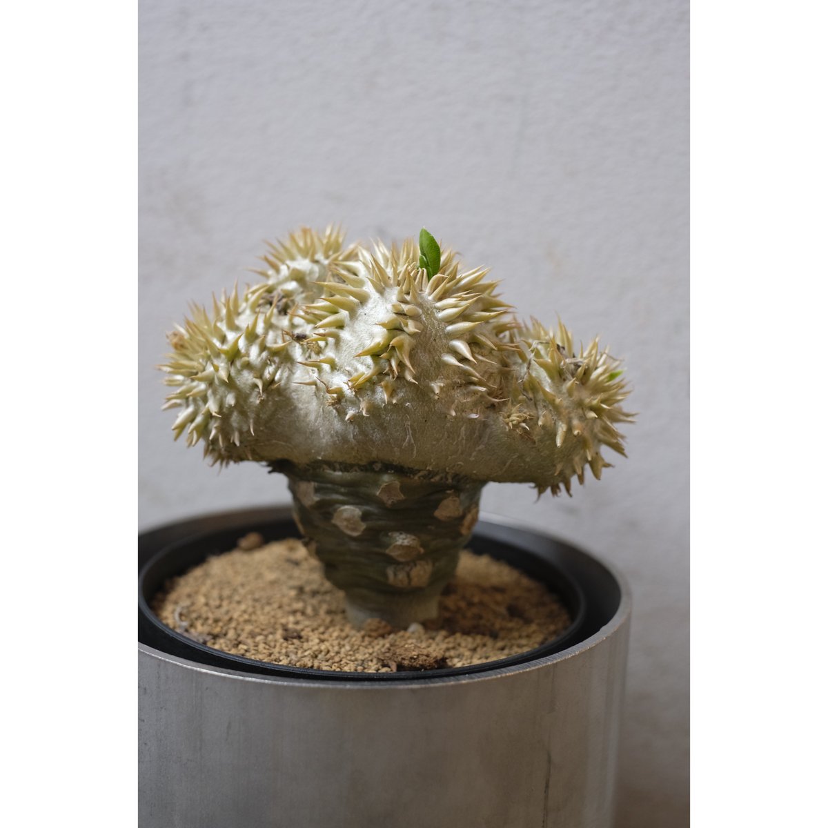 パキポディウム 恵比寿笑い Pachypodium brevicaule ④ Pachypodium brevicaule パキポディウム・恵比寿笑い seed grown