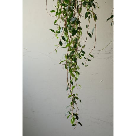 Codonanthe crassifolia