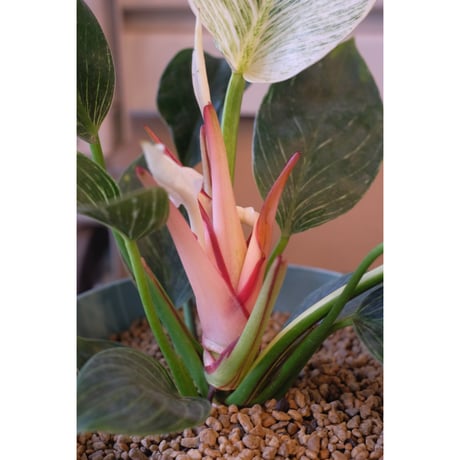 Philodendron 'Birkin'