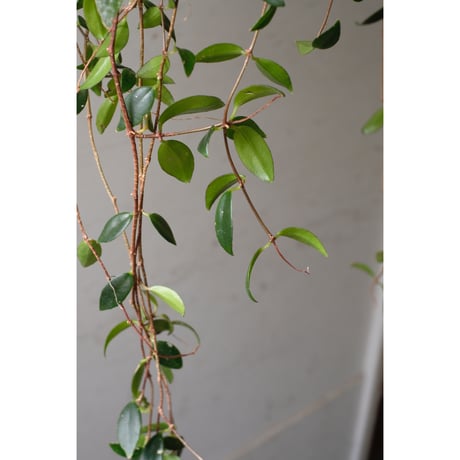 Codonanthe crassifolia