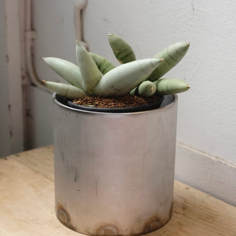 EMP サンセベリア Yard Pi Rune / SA389 EMP サンセベリア Yard Pi Rune / SA389