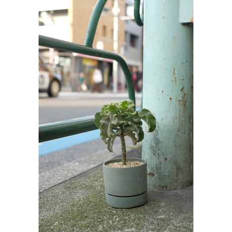 Kalanchoe beharensis