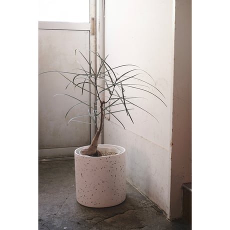 ボトルツリー | STORES