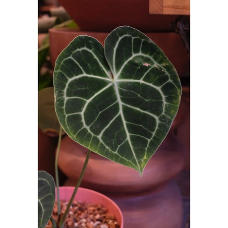 Anthurium clarinervium