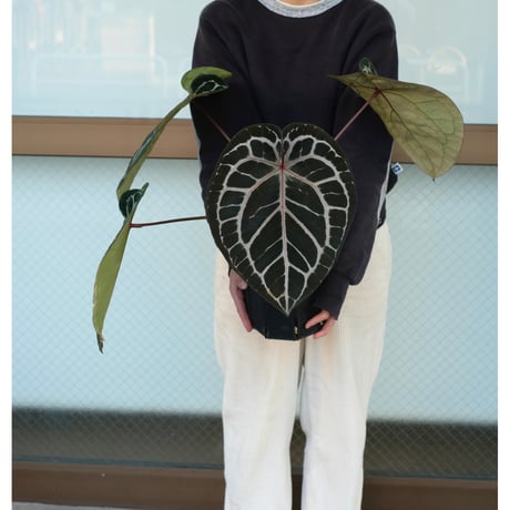 Anthurium Michelle by DOCBLOCK