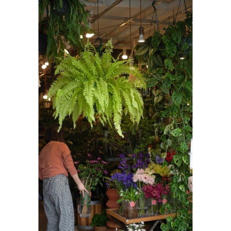 ワケアリ 小④ 品種不明シダ シダ - tree tree ～おしゃれな観葉植物 通販/interior plants shop～