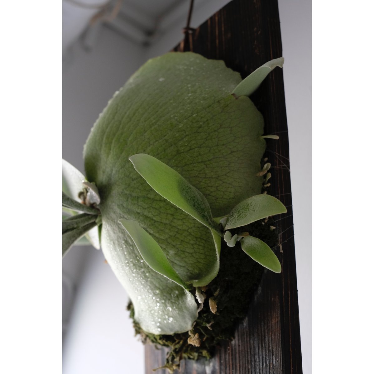 Platycerium bifurcatum E-1 | SAI botanical works