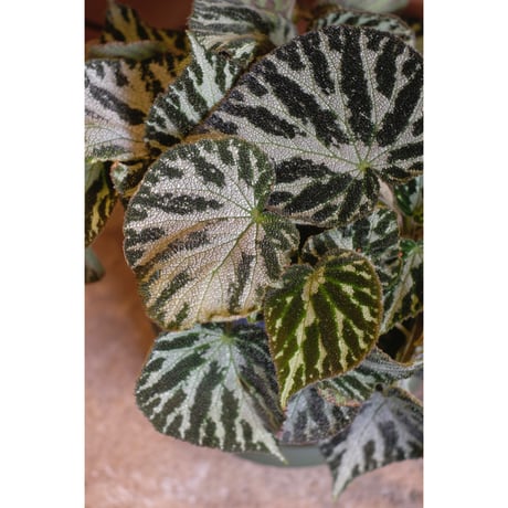 Begonia "Silver Jewell"