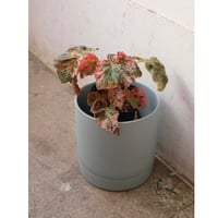 Begonia "Midnight sun"