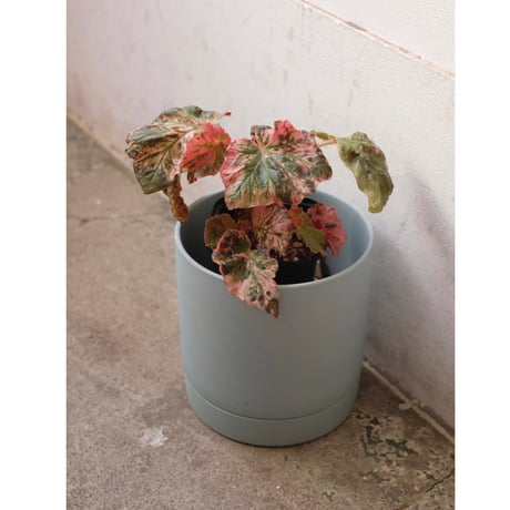 専用❣️Begonia 3点　ご予約品 楽天市場】スベゴニアの通販