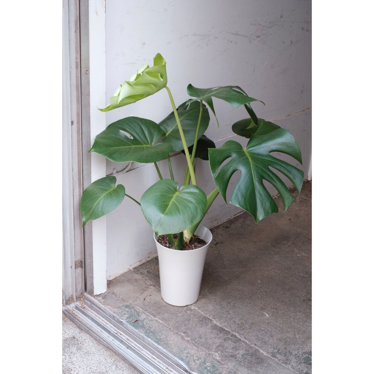 美しいモンステラの観葉植物 - Beautiful monstera plant for big apartment or house 美しいモンステラの観葉植物 - Beautiful monstera plant for big